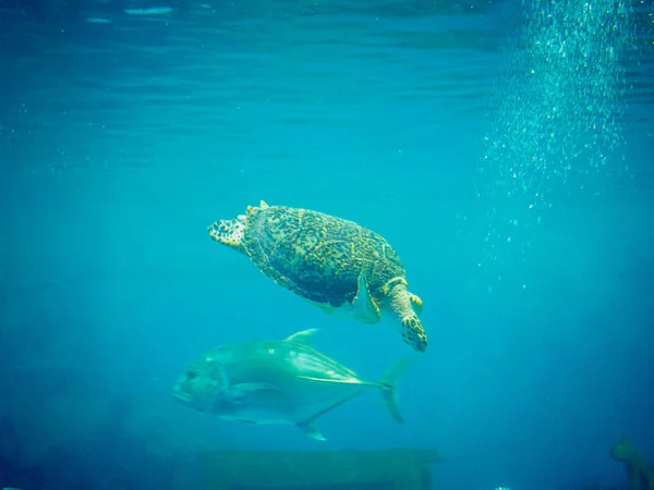 Tartaruga Marinha Nadando Livremente Oceano Azul — Fotografia de Stock