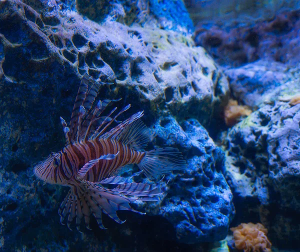 Lionfish Colorido Recife Coral Tropical — Fotografia de Stock