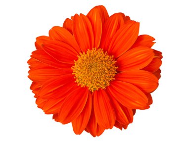 Calendula officinalis. Ortak kadife çiçeği portakal çiçeği. Beyaz arka plan üzerinde izole. (kırpma yolu