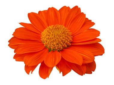 Calendula officinalis. Ortak kadife çiçeği portakal çiçeği. Beyaz arka plan üzerinde izole. (kırpma yolu