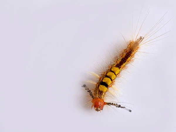 Verme Sfondo Bianco Con Spazio Libero Testo — Foto Stock