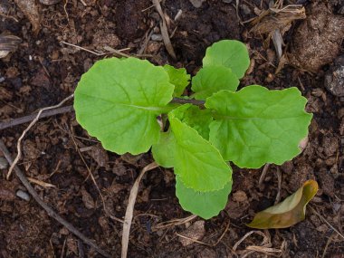 Fide topraktan büyüyor. (doğada büyüyen)