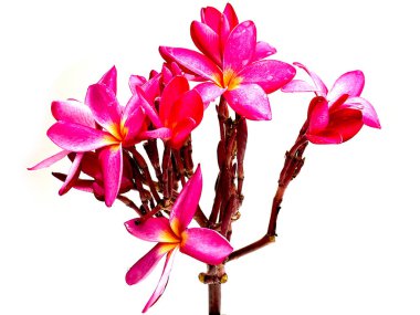Beyaz arka plan üzerinde izole en güzel plumeria çiçekler,.