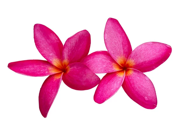 Most Beatiful Plumeria Flowers Isolated White Background Clipping Path — Stock Photo, Image