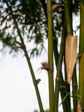 Bambu Ormanı, yeşil doğa arka plan bambu şube.