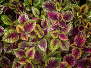 Coleus bilinen Plectranthus scutellarioides. (Arka plan görüntüsü için kullanılan ya da tasarım iş)