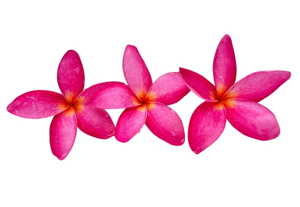 Most Beatiful Plumeria Flowers Isolated White Background Clipping Path — Stock Photo, Image