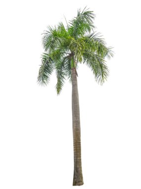 Beyaz arka plan üzerinde ağaçlar. (Arka plan görüntüsü için kullanılan ya da tasarım iş)