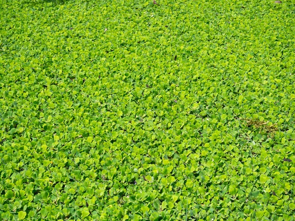 緑フローティング ウォーター レタス 美しい自然の背景 — ストック写真