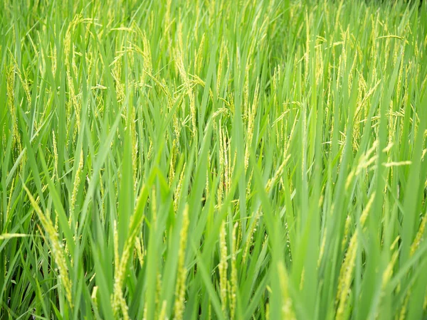 Close Van Groen Van Rice Paddy Rijst Terzake Selectieve Aandacht — Stockfoto