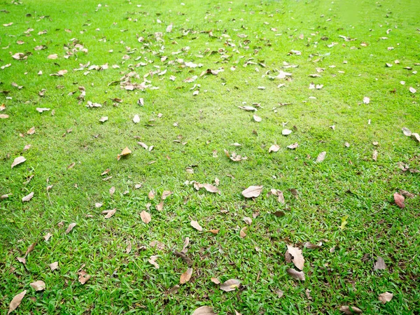 Fallen Autumn Leaves Grass Sunny Morning Light — Stock Photo, Image