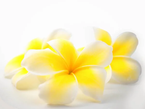 Tropical Flowers Frangipani Plumeria White Background Soft Focus — Stock Photo, Image