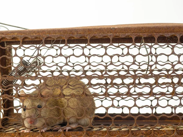 (Close Up) Mouse caught in a mousetrap.