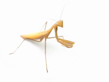 Dua eden peygamber devesi Brown (Mantis bileğinde) beyaz arka plan üzerinde. (seçici odak)