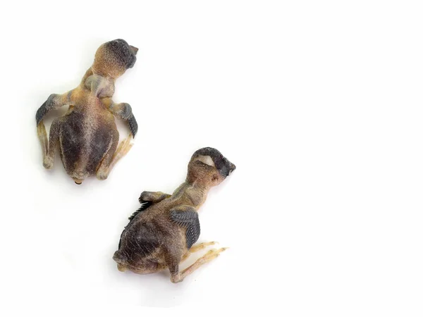 Toter Vogel Auf Weißem Hintergrund Mit Freiraum Für Text — Stockfoto