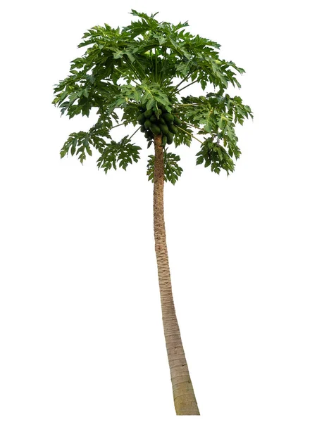 Papaya ağaç beyaz arka plan üzerinde izole. (Sağlıklı meyve)