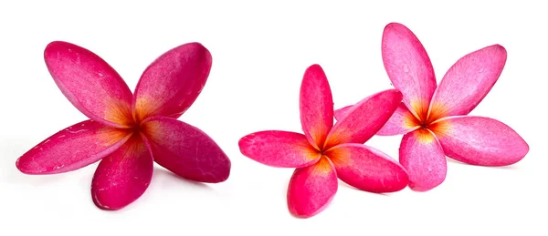 Most Beatiful Plumeria Flowers Isolated White Background — Stock Photo, Image