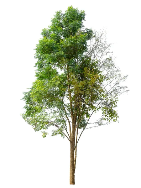 Bäume Auf Weißem Hintergrund Verwendet Für Hintergrundbild Oder Designarbeiten — Stockfoto