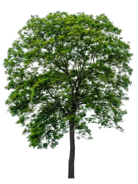Árvores Fundo Branco Usado Para Imagem Fundo Trabalho Design — Fotografia de Stock