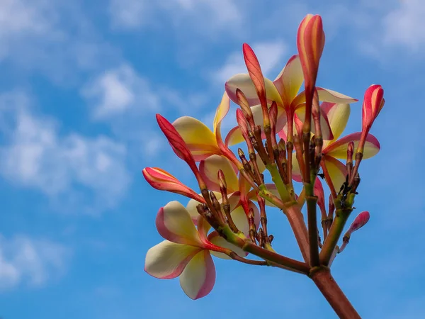 Tropik Çiçekler Frangipani Plumeria Gökyüzü Arka Plan Üzerinde — Stok fotoğraf