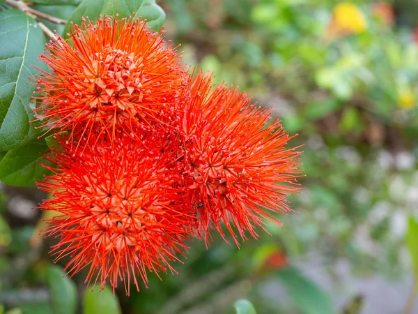 Haemanthus Multiflorus Tratt 마틴입니다 텍스트에 공간을 — 스톡 사진