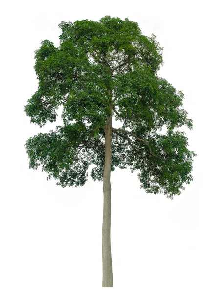 Pohon Dengan Latar Belakang Putih Digunakan Untuk Gambar Latar Belakang — Stok Foto