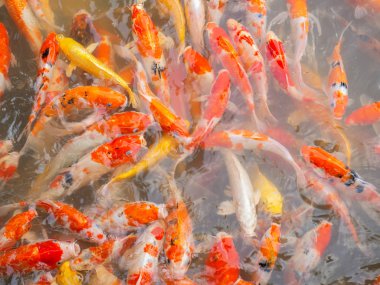 Süslü sazan ya da Koi balık, güzel balık evde.