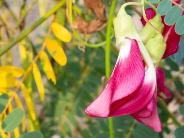 Kırmızı agasta (sesban) sebze. (için boş alan ile metin)