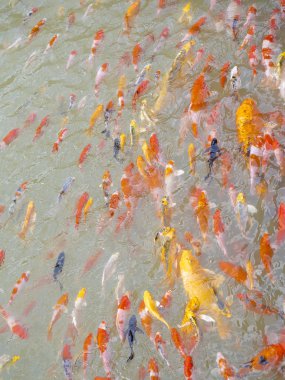 Süslü sazan ya da Koi balık, güzel balık evde.