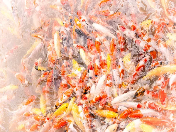 花式鲤鱼或锦鱼 美丽的鱼在池塘里的家 复古颜色图片 — 图库照片