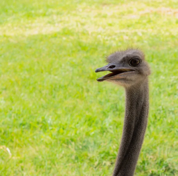 Close Portret Van Struisvogel Vogels Buitenshuis Natuur — Stockfoto