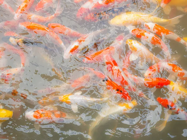 Carpa Lujo Peces Koi Hermoso Pescado Estanque Casa —  Fotos de Stock