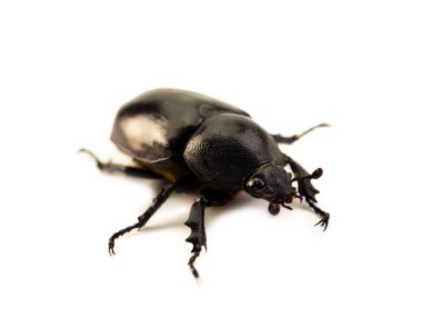 Dynastinae, beyaz arka plan üzerinde izole kadın hayvanlar.