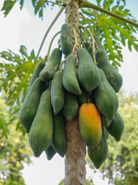ağaca tutunan Papaya. (Sağlıklı meyve)