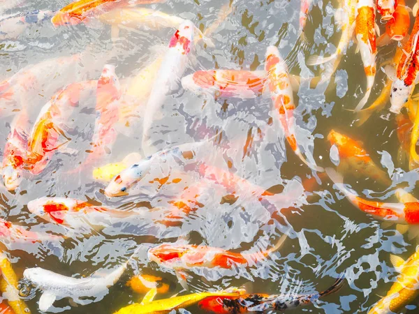 花式鲤鱼或锦鱼 美丽的鱼在池塘里在家里 — 图库照片