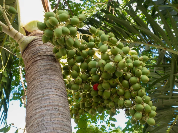 Betel Fruits Palmier Dans Nature Aliments Sains — Photo