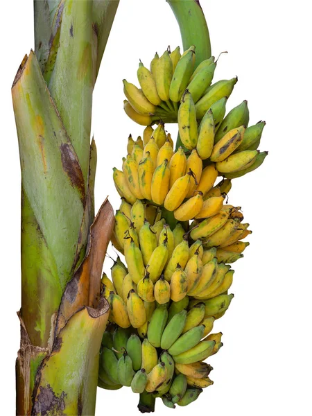 Bananenbaum Mit Einem Bund Reifer Gelber Bananen Auf Weißem Hintergrund — Stockfoto