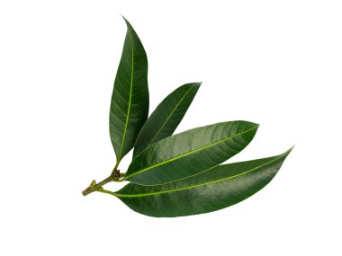 Beyaz arka plan üzerinde izole narenciye yaprakları. (Bu kırpma yolu vardır)