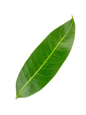 Beyaz arka plan üzerinde izole narenciye yaprakları. (Bu kırpma yolu vardır)