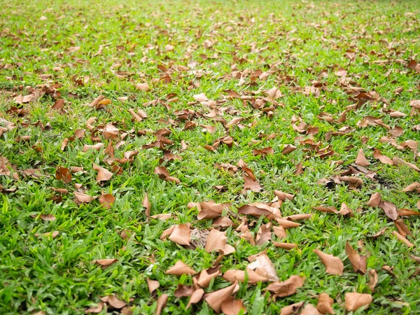 Fallen Autumn Leaves Grass Sunny Morning Light — Stock Photo, Image