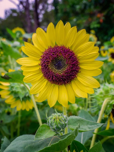 (Close Up) sunflower yellow flowers natural background.