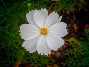 Beyaz cosmos çiçek Bahçe arka planda. (Doğadan güzellik)