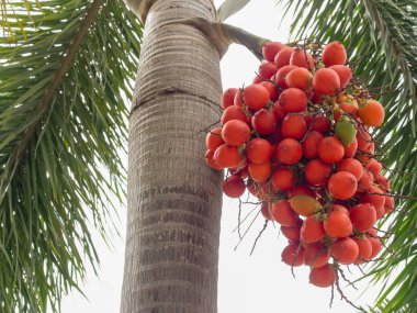Manila palmiye ağacı üzerinde ham tohum. (Veitchia merrillii)