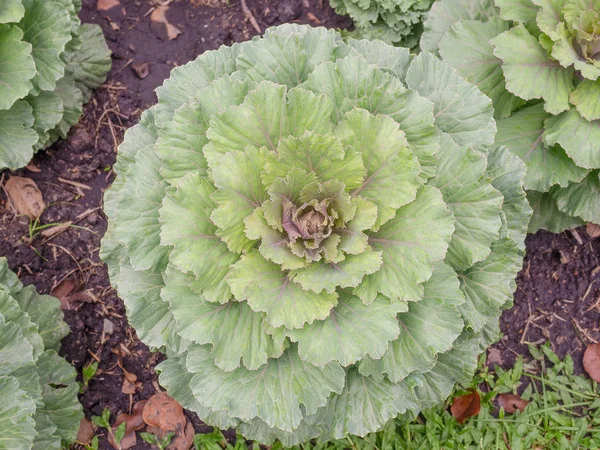 クローズアップ 野菜園の新鮮なキャベツ — ストック写真