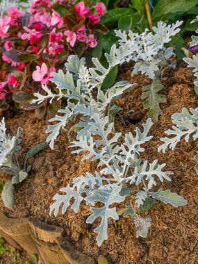 Jacobeae maritima , Silver Ragwort or Dusty Miller, silver leaved plant. clipart