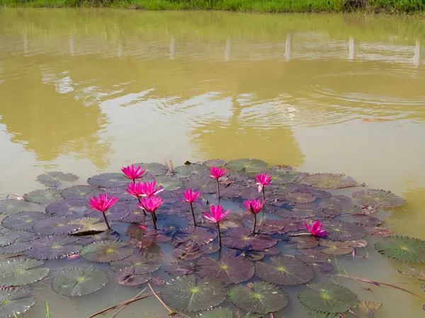 泳池上的粉红莲花花 在公园里 — 图库照片