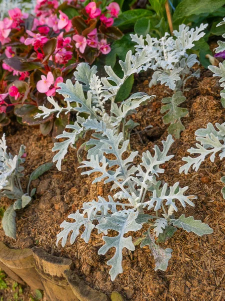 Jacobeae maritima, gümüş Ragwort veya Dusty Miller, gümüş yapraklı bitki.