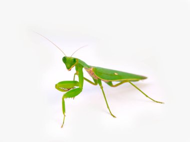 Praying mantis ,on white background. (selective focus) clipart