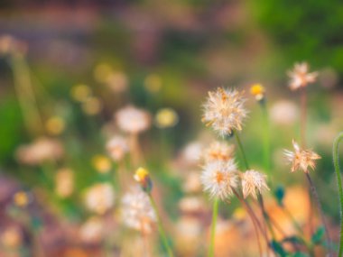Çiçek yaz bahar arka plan. (yumuşak odak )