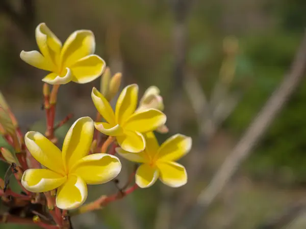 흰색과 노란색 Plumeria 나무에 — 스톡 사진